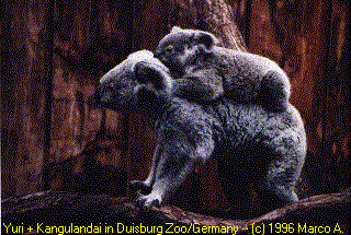 Kambara and Kangulandai at Dusiburg Zoo / Germany