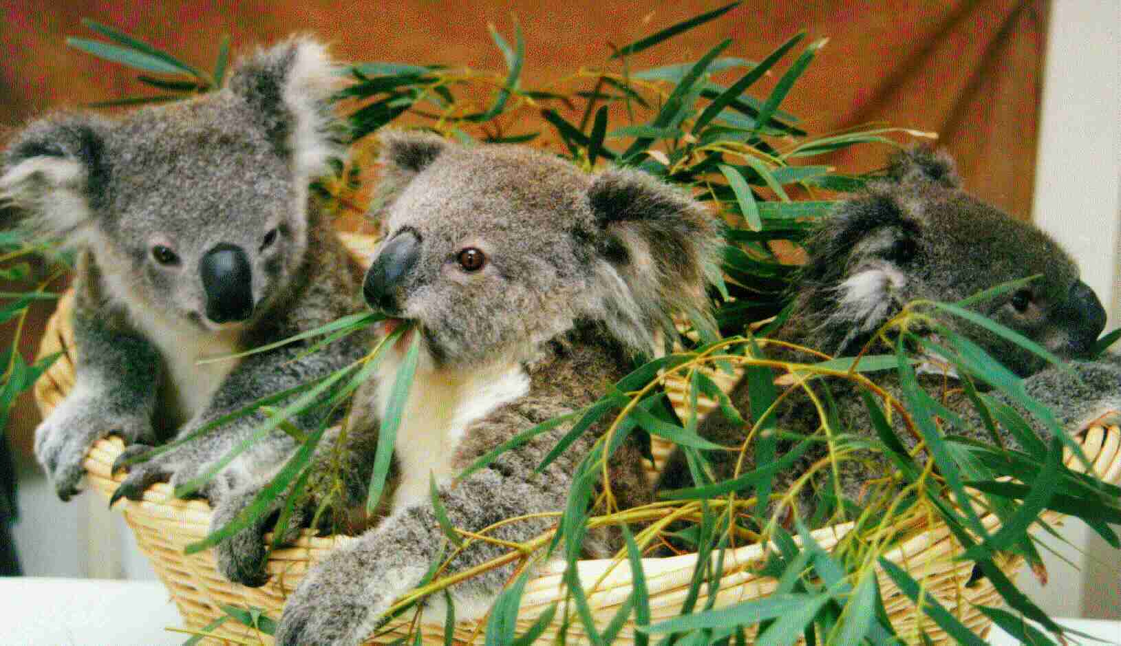 3 little ones in care of the Port Macquarie Koala Hospital / NSW - Australia