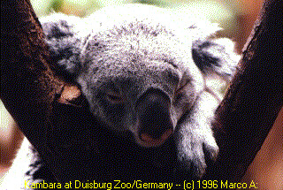 Sleeping koala in Duisburg Zoo - Germany