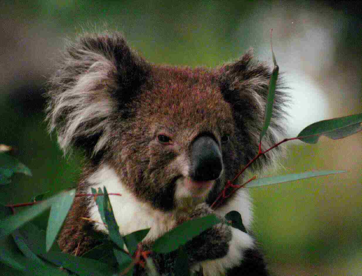 Urimbirra South Australia koala